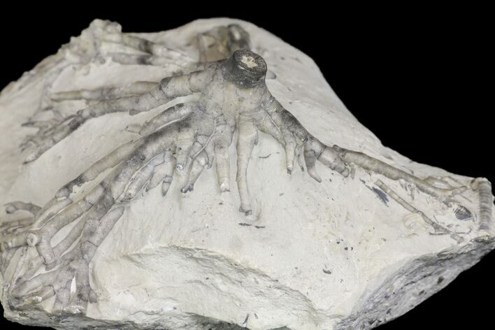 Fossil Crinoid (Eucalyptocrinites) Holdfast - Indiana #154210